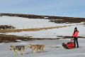 Dog sledding (13)